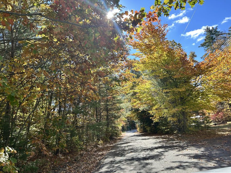 Fall foliage over a country road